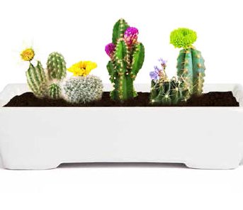 Kit de Cultura - Cactus